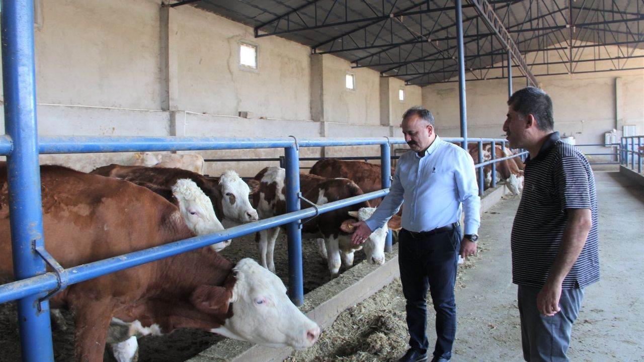 Çorumlu yetiştiriciler dikkat: Hayvan başına 18 bin lira destek verilecek