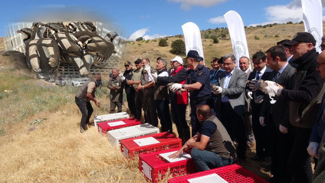 Kene avcıları Çorum'a geliyor