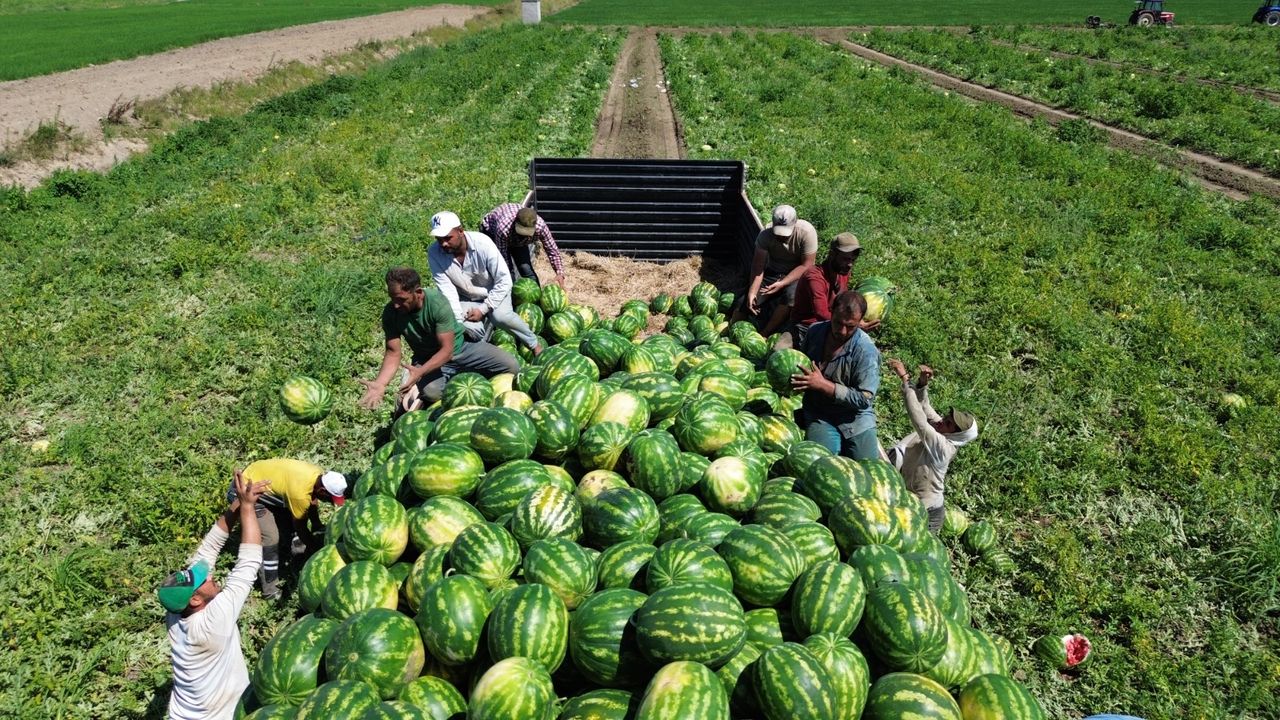 Bafra karpuzu Çorum’da da rağbet görüyor