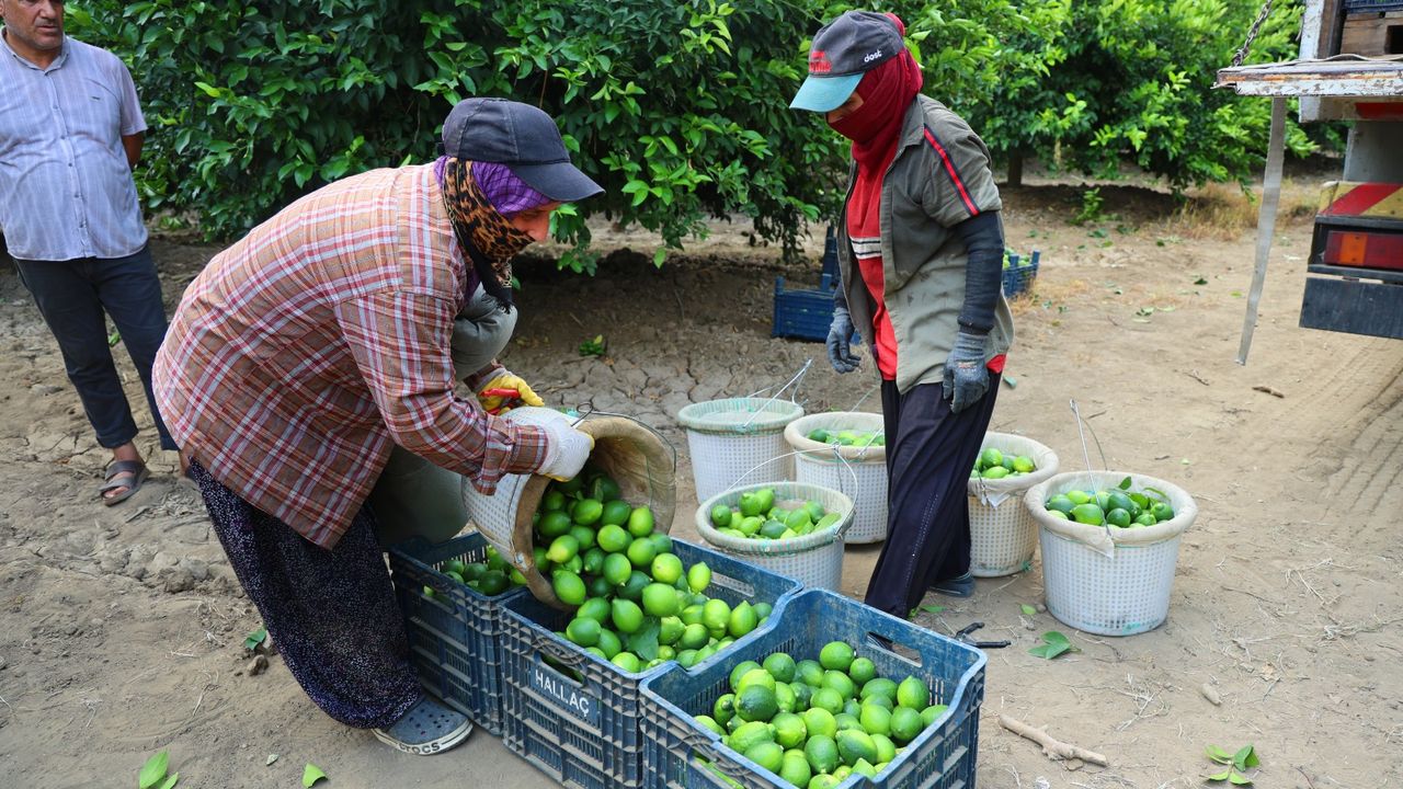Limonun fiyatını  düşürecek hasat