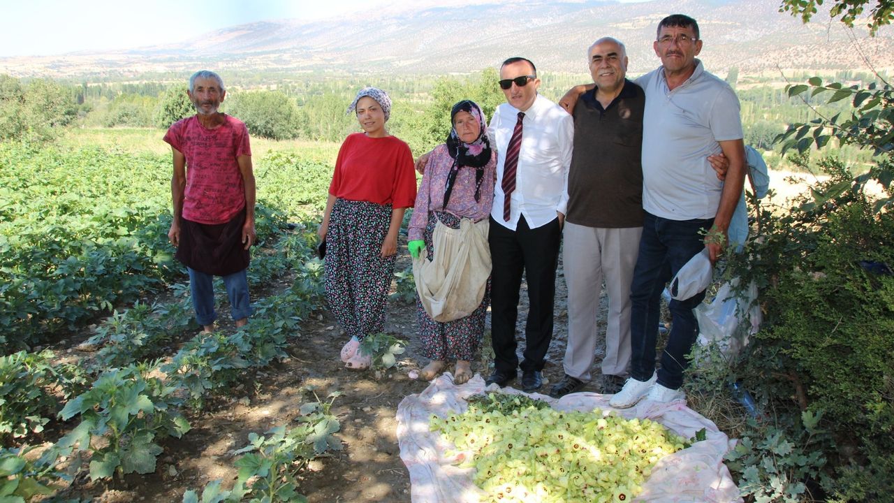 Çorum’dan Türkiye’ye bamya