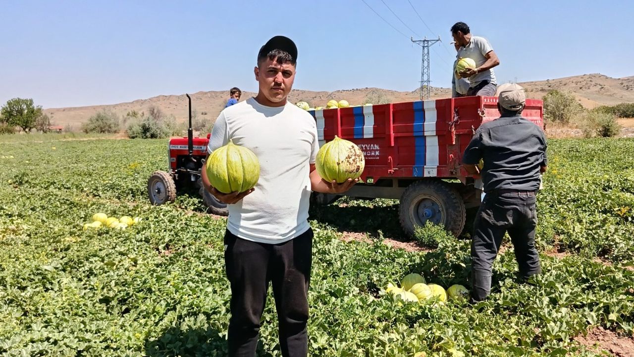 10 dilim kavunun  hasadına başlandı