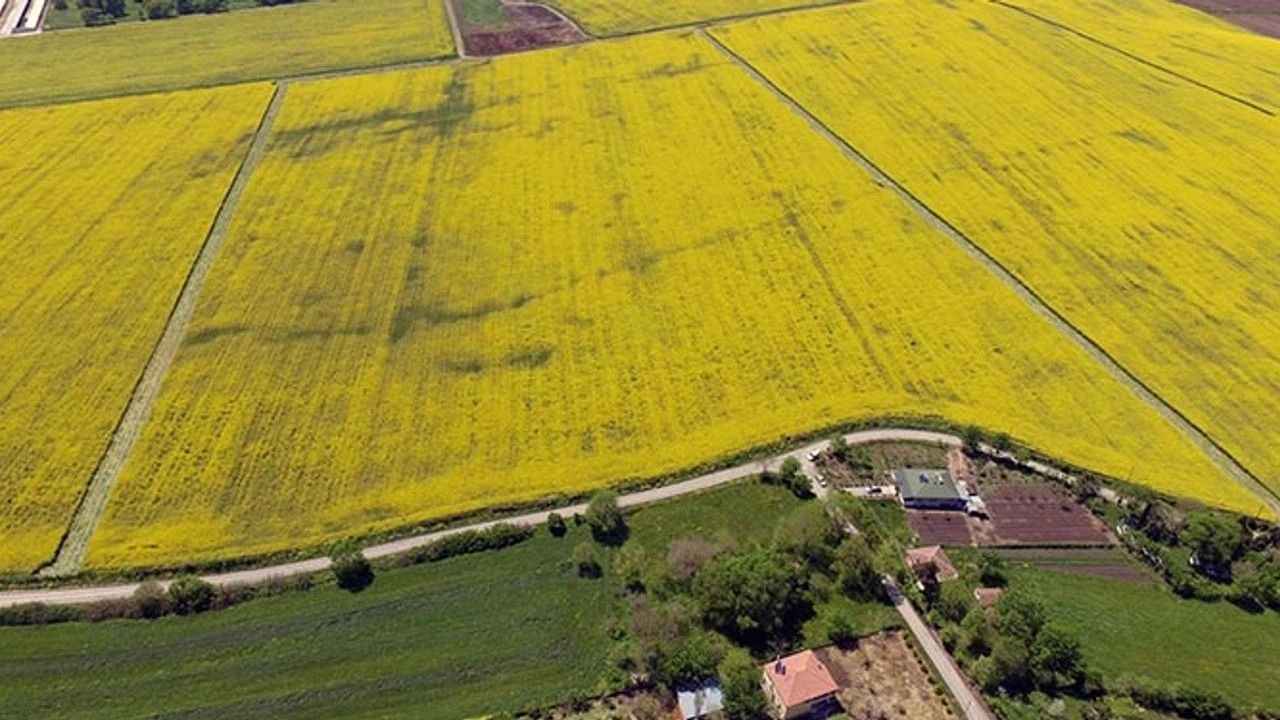 Devletten kiralık tarla: Rekor Kayseri'de peki Çorum'da kaç kiralık tarla var?