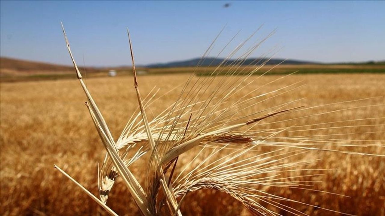 Tarım’da bitkisel üretim  destekleri açıklandı