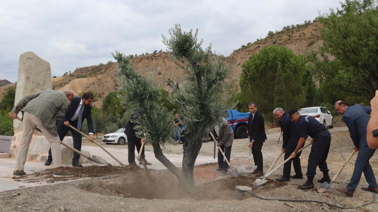 Baltacı Mehmet Paşa anısına asırlık zeytin ağacı dikildi