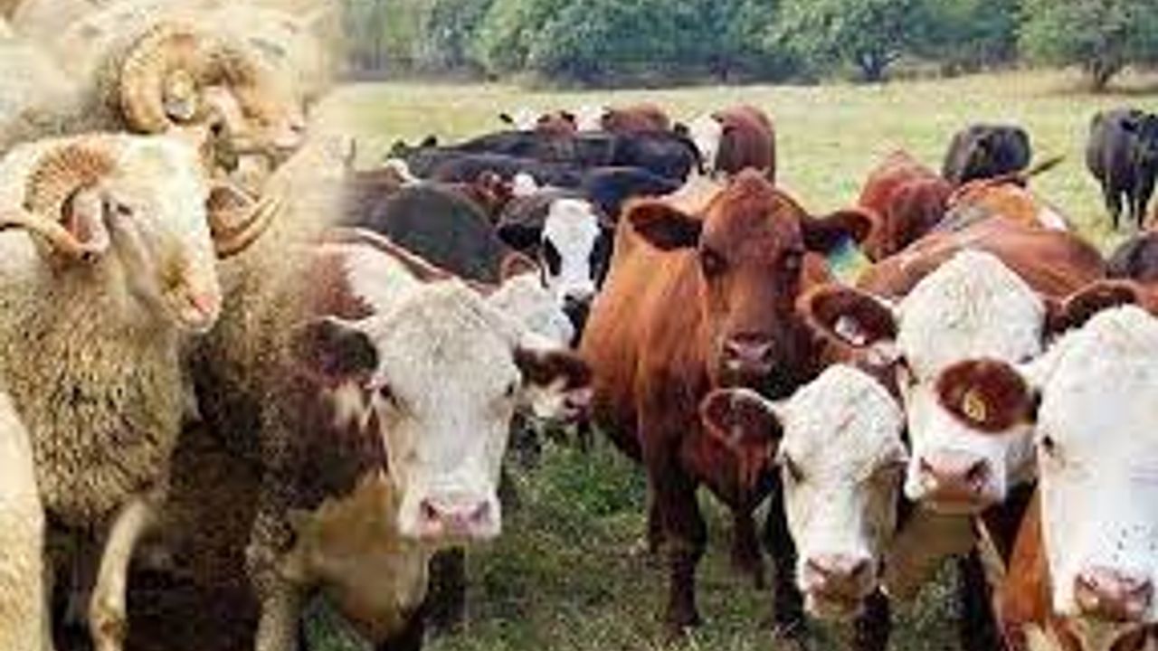 Büyükbaş hayvan sayısı  17 milyon 189 bin oldu