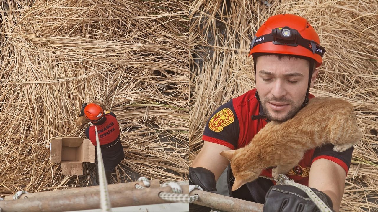 Kızılırmak’a düşen kedi kurtarıldı