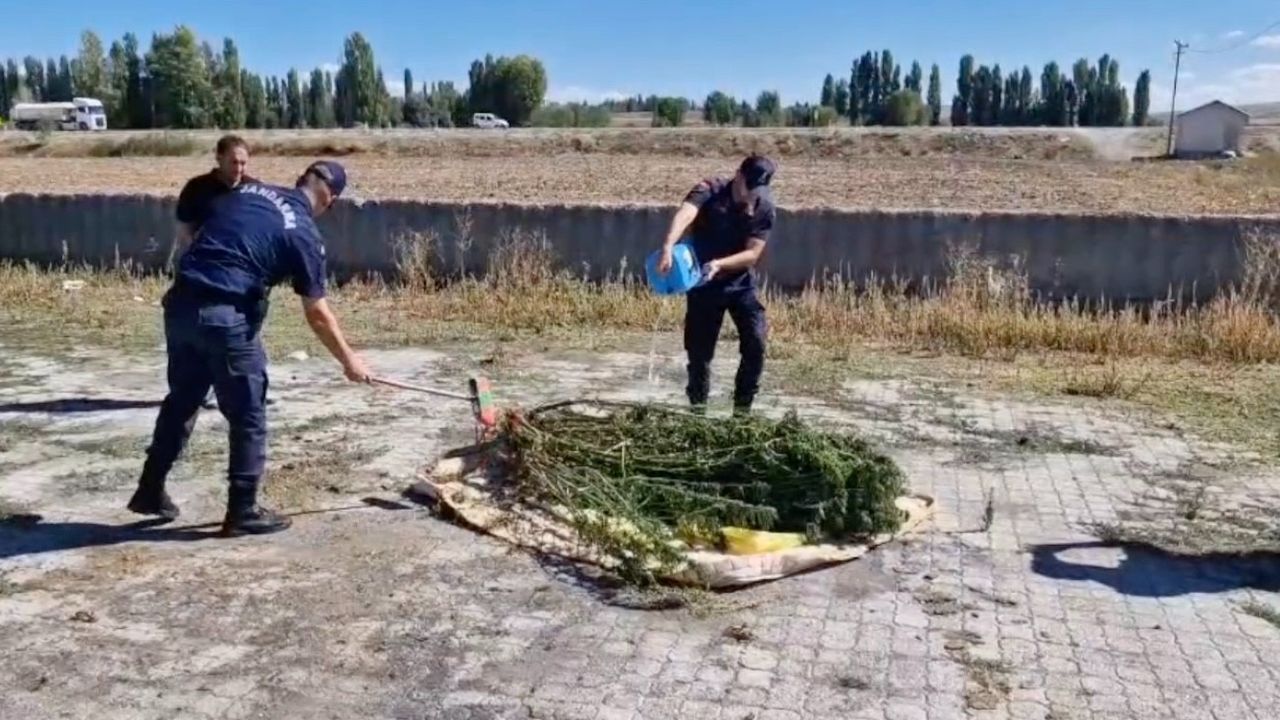 Alaca'da ele geçirilen 21  kök kenevir imha edildi