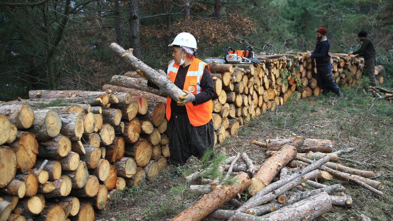 Tarım ve Orman Bakanlığı Çorum'da daimi işçi alacak