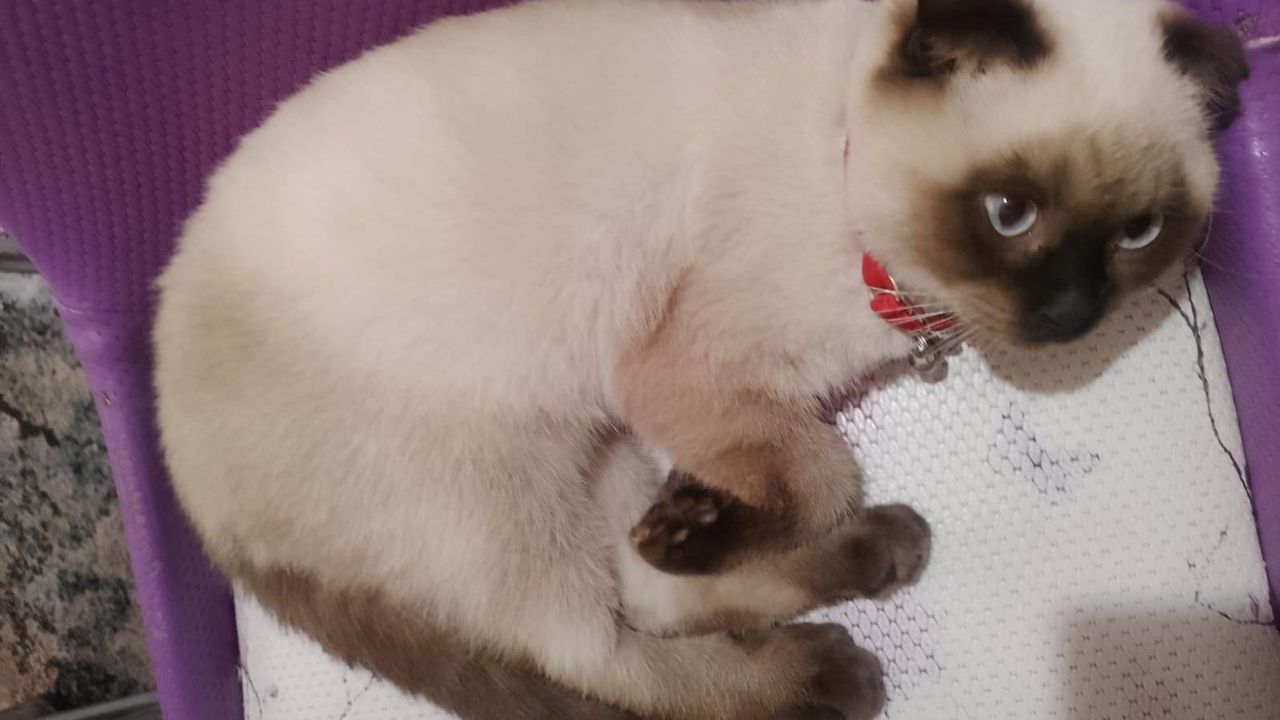 Çorum’da kayıp kedinin sahibi aranıyor