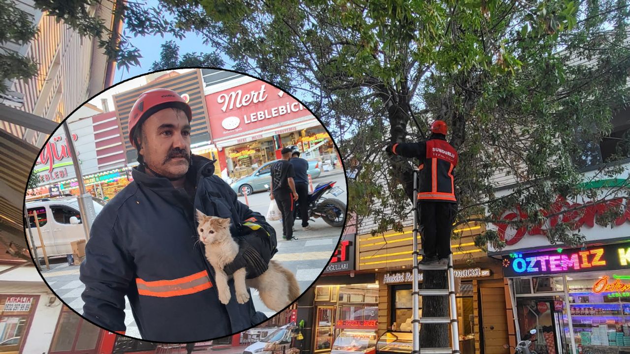 Ağaçta mahsur  kalan kedi kurtarıldı