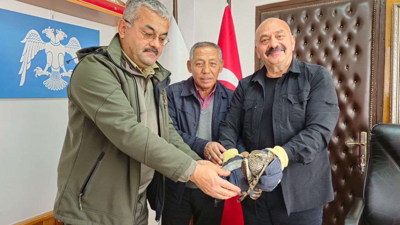 Yaralı atmaca, İsbir’in  duyarlılığıyla kurtarıldı