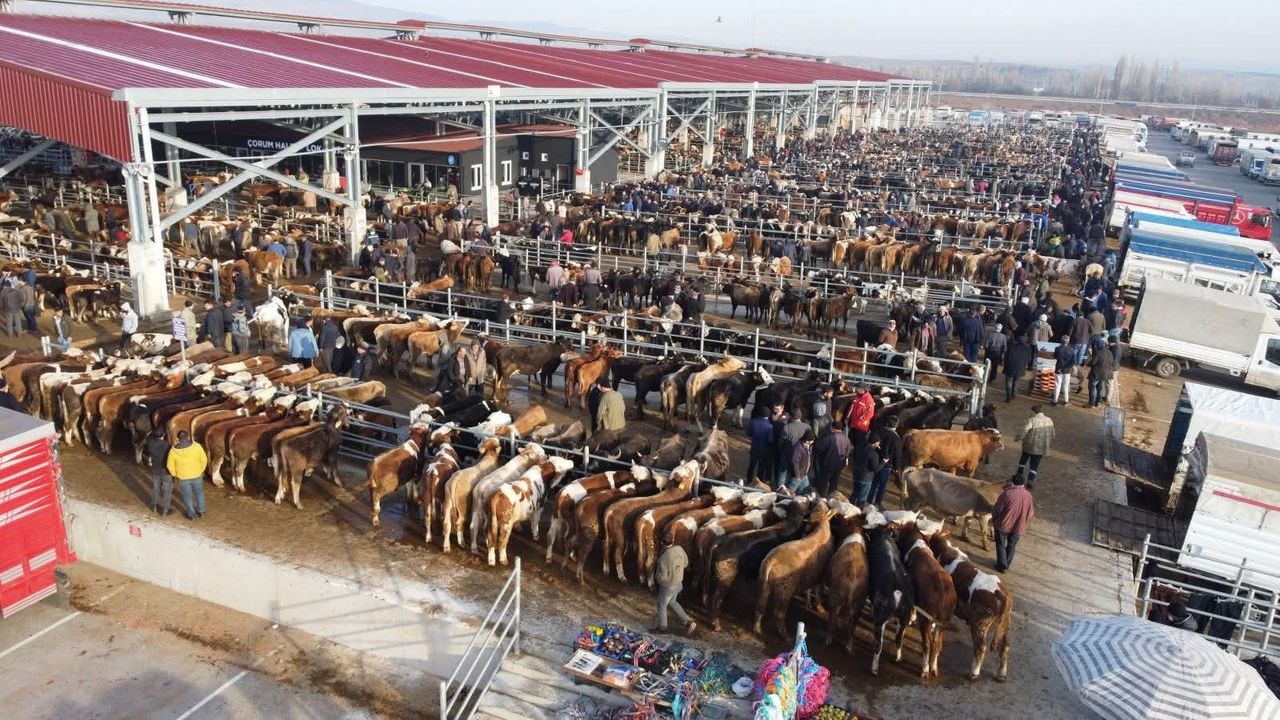 Hayvan Pazarları  yeniden kapandı