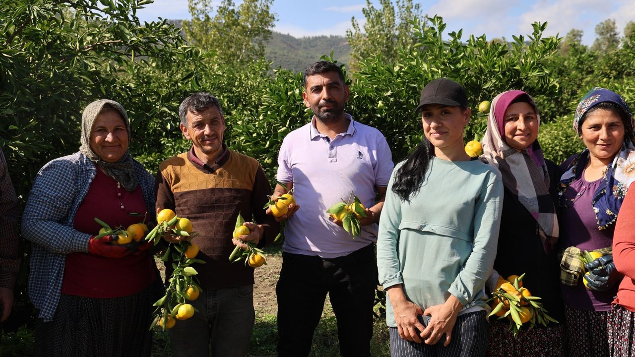 En ucuz meyve: Mandalina bahçede 8 TL'ye kadar düştü