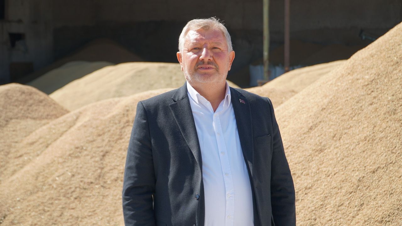 Osmancık’ta çeltik hasadı başladı