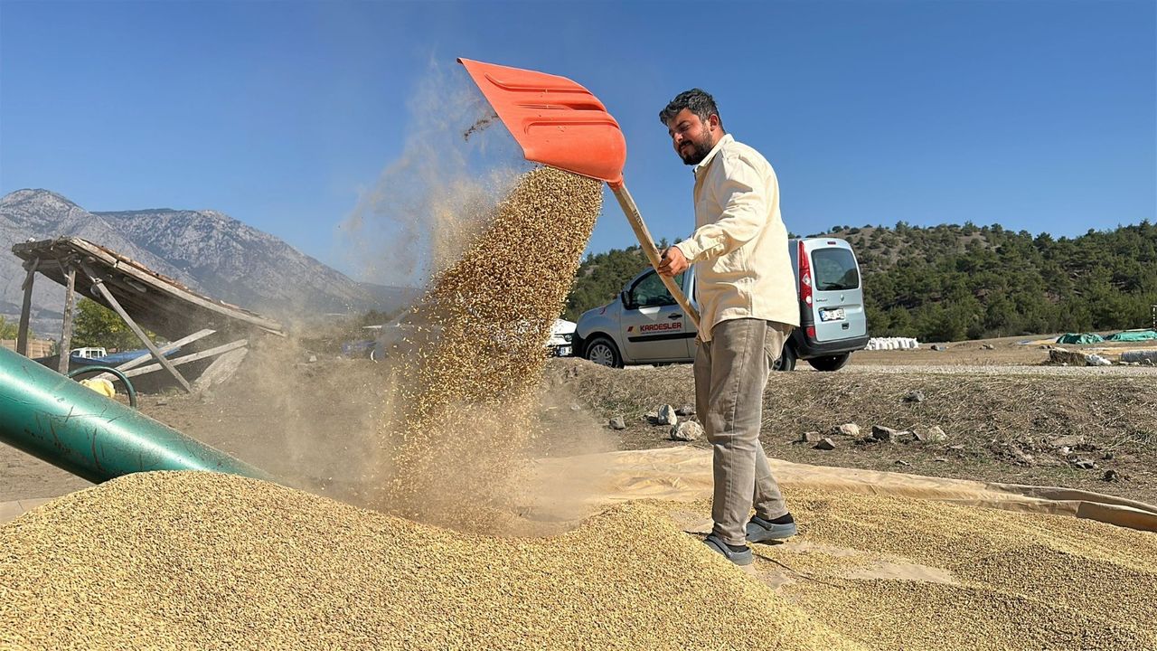 Çorum'da çeltikler geleneksel yöntemle kurutuluyor