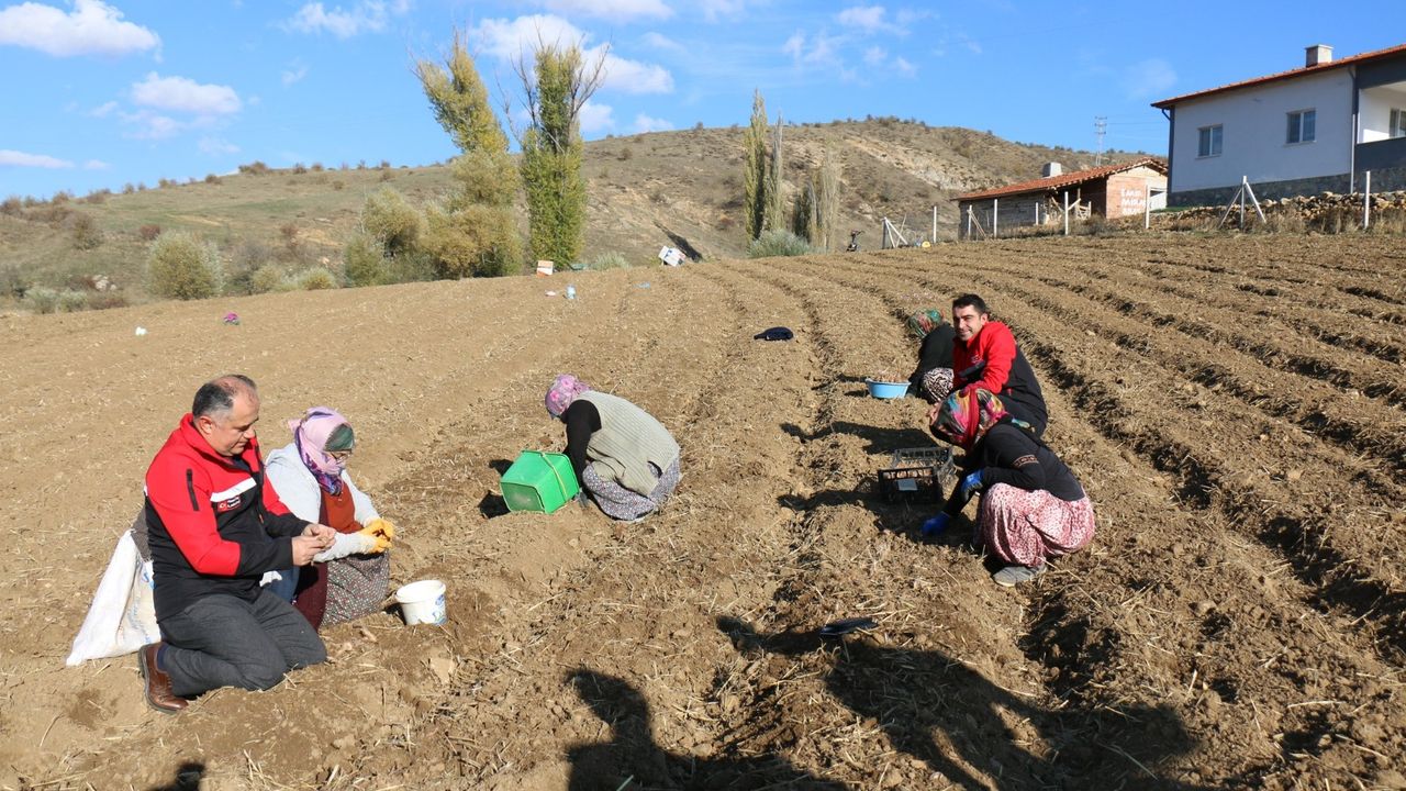 Şifa kaynağı: Çorum'da üretimi yaygınlaşıyor