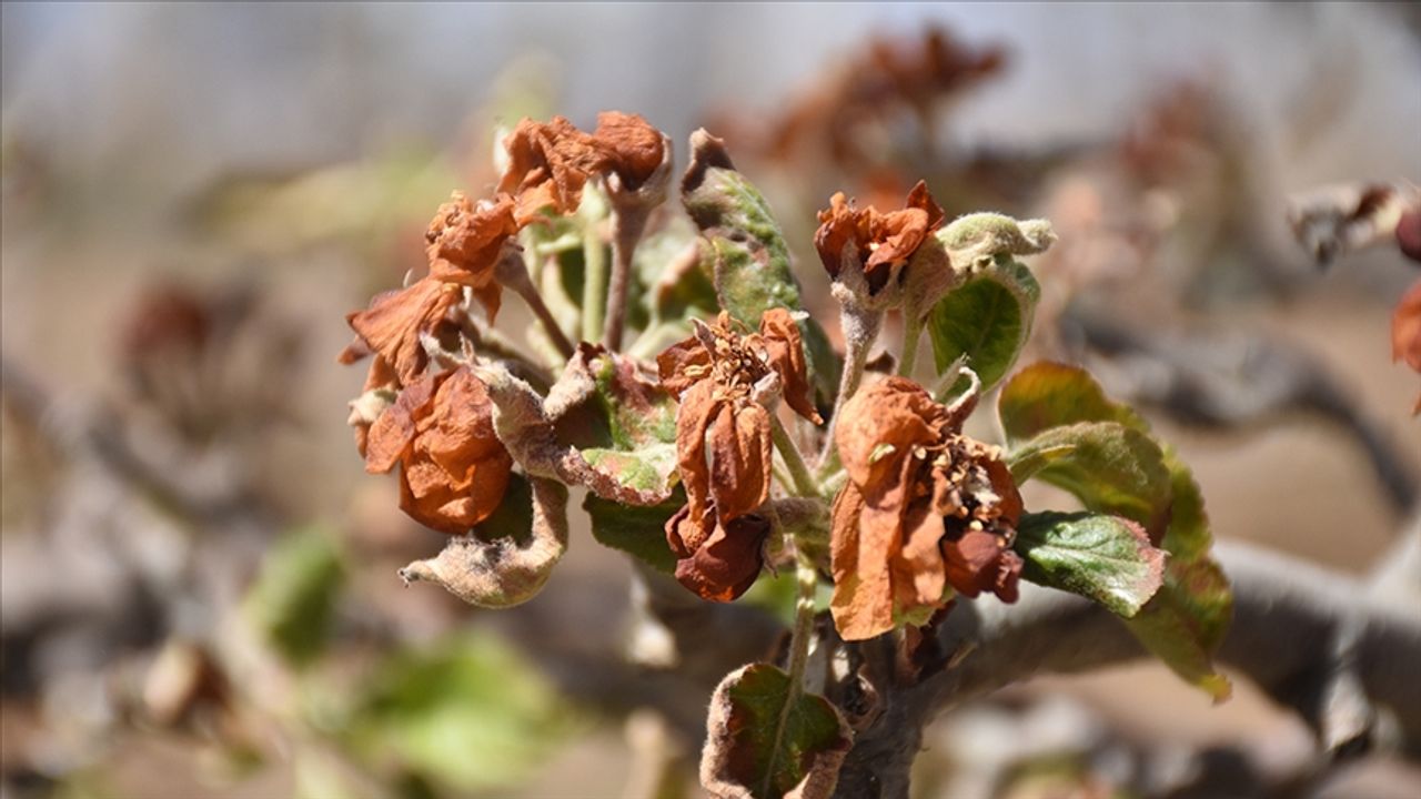Üreticiye 798 milyon lira  zirai don destek ödemesi