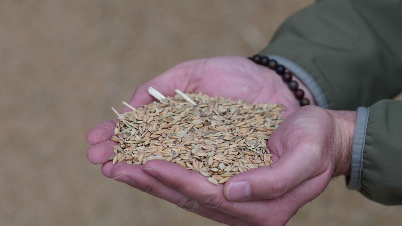 Modern kurutma pirinçte lezzet  ve verim kalitesini artırıyor