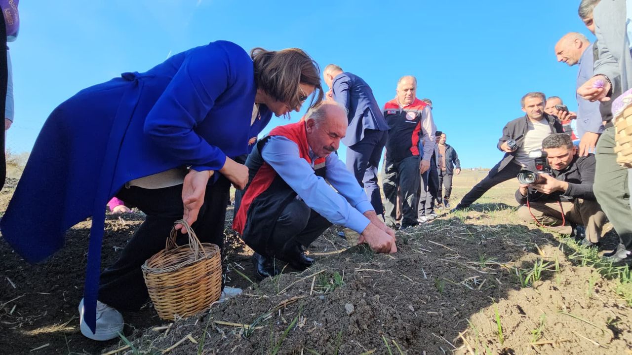 Çorum’da Safran Hasat Şenliği: “Kadın emeği toprağa bereket katıyor”