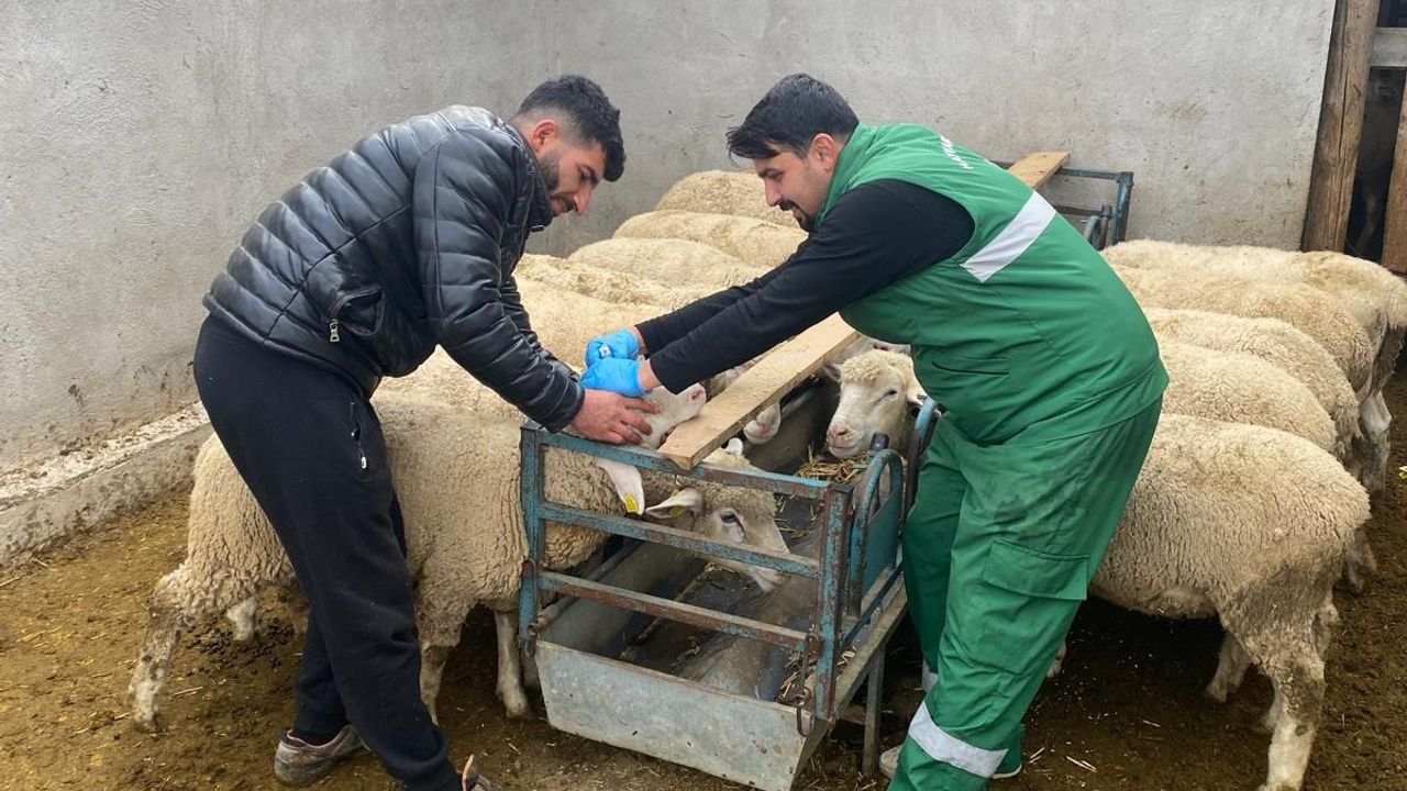 Hayvanlarda küpeleme ile  aşılama çalışması sürüyor