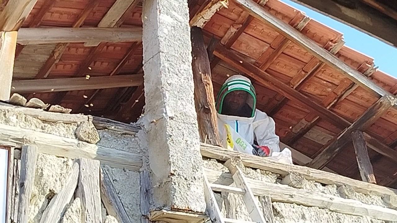 Evin çatısına yuva yapan  eşek arıları hastanelik etti