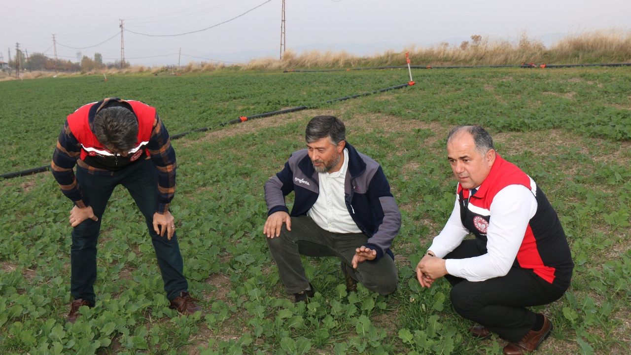 Kanola tarlasında inceleme