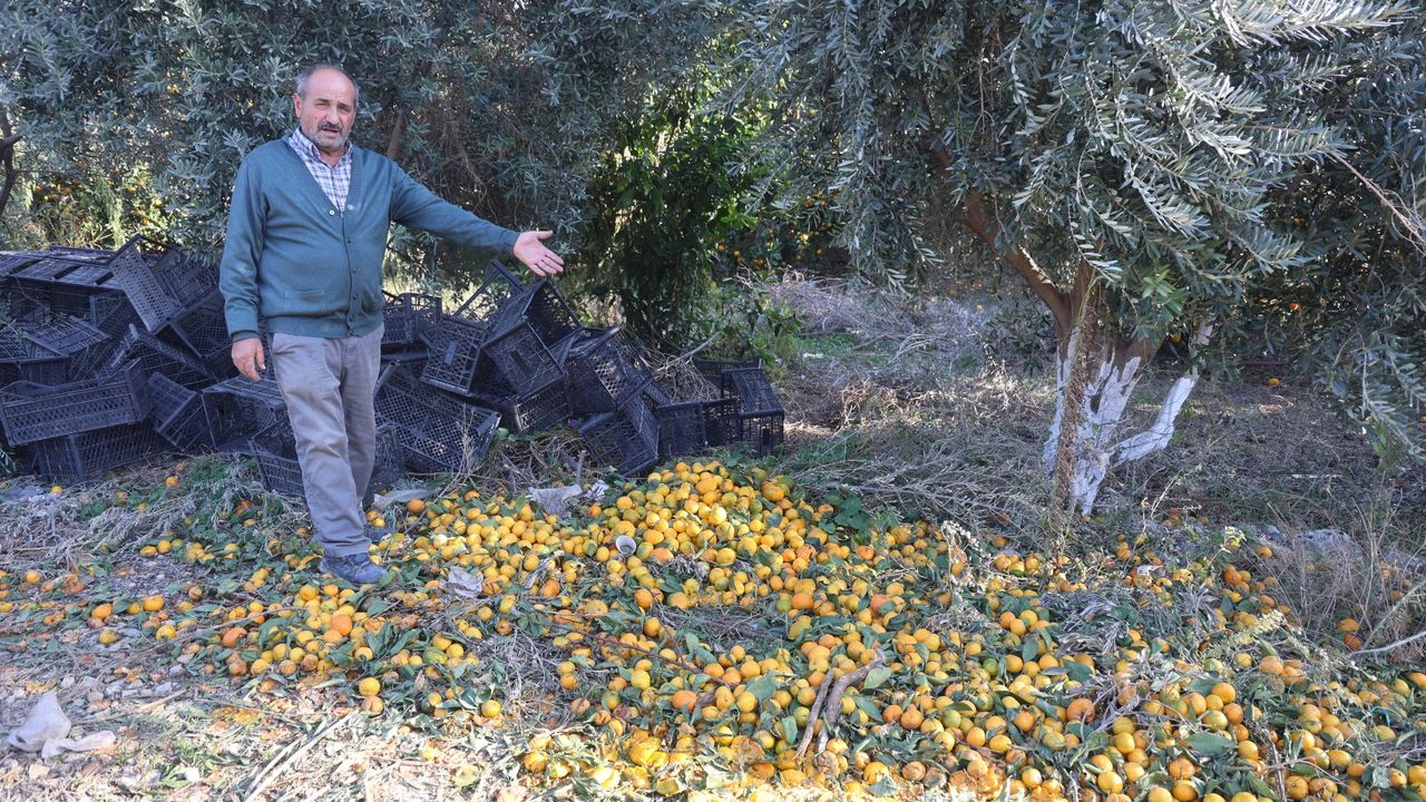 Mandalinanın fiyatı 2 TL'ye düşünce tonlarca ürünü vatandaşlara ücretsiz dağıttılar