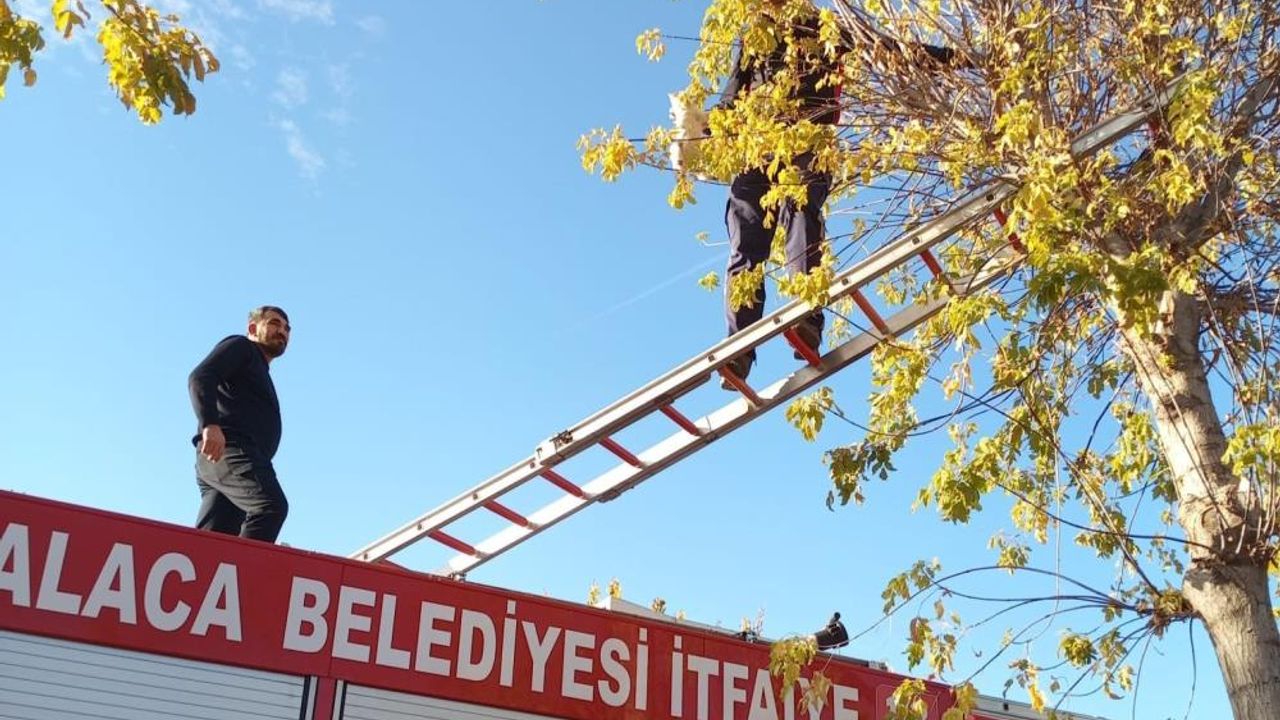 Ağaçta mahsur kalan yavru kedi itfaiye ekiplerince kurtarıldı