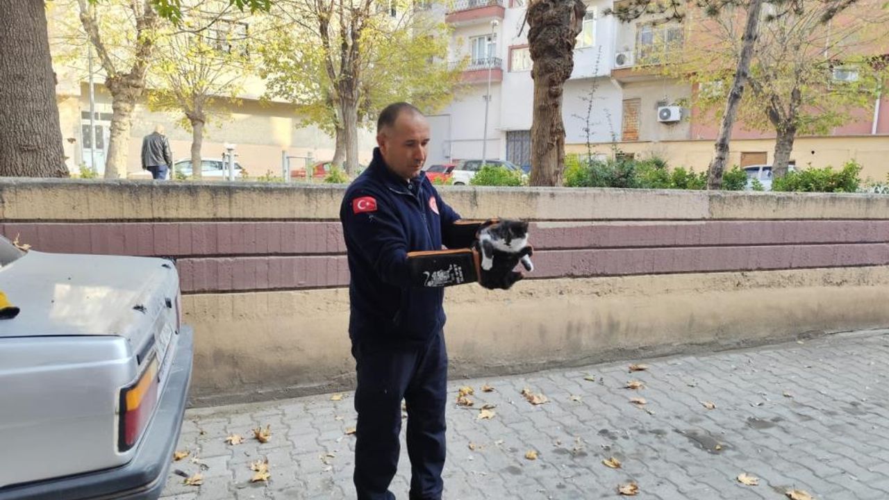 Ağaçta mahsur kalan kedi itfaiyeyi seferber etti