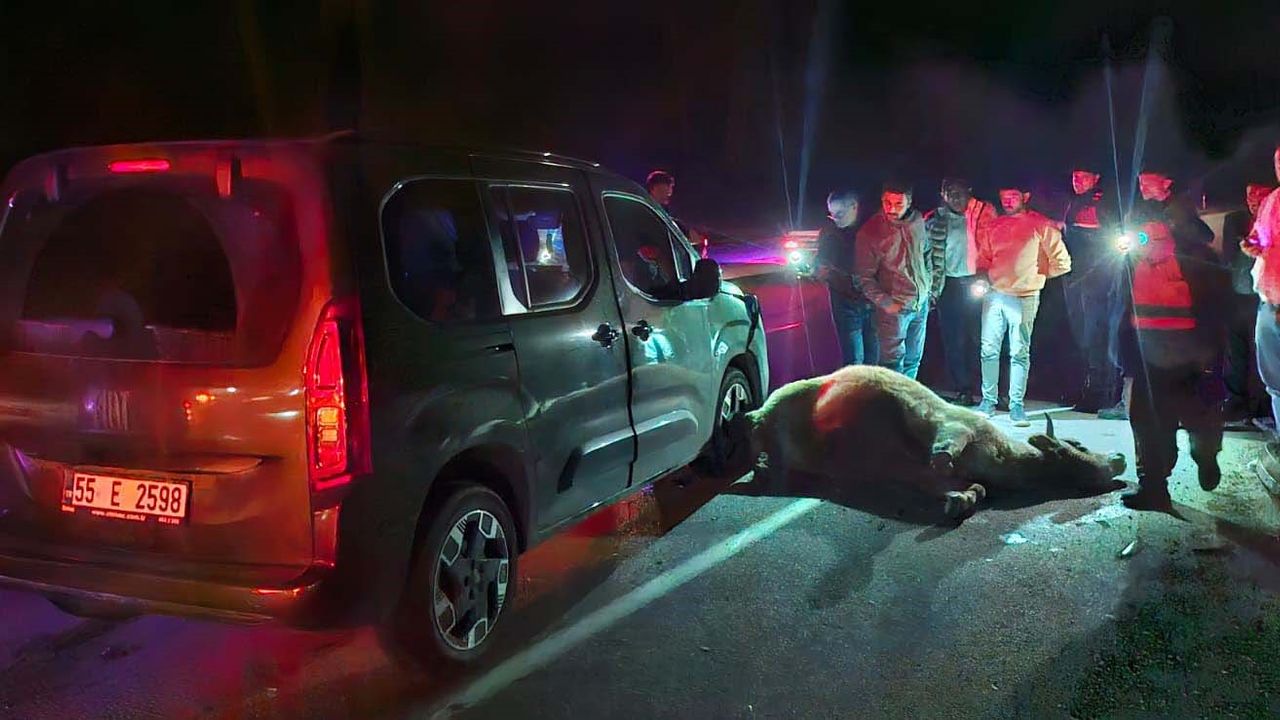 Yola çıkan dana kazaya neden oldu: 3 yaralı