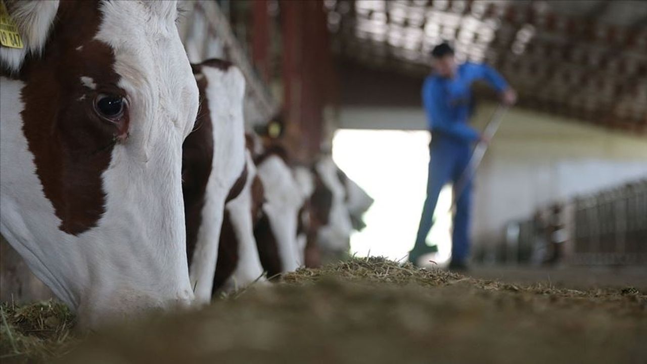 Hayvan yetiştiricisine 36,6 milyar lira destek