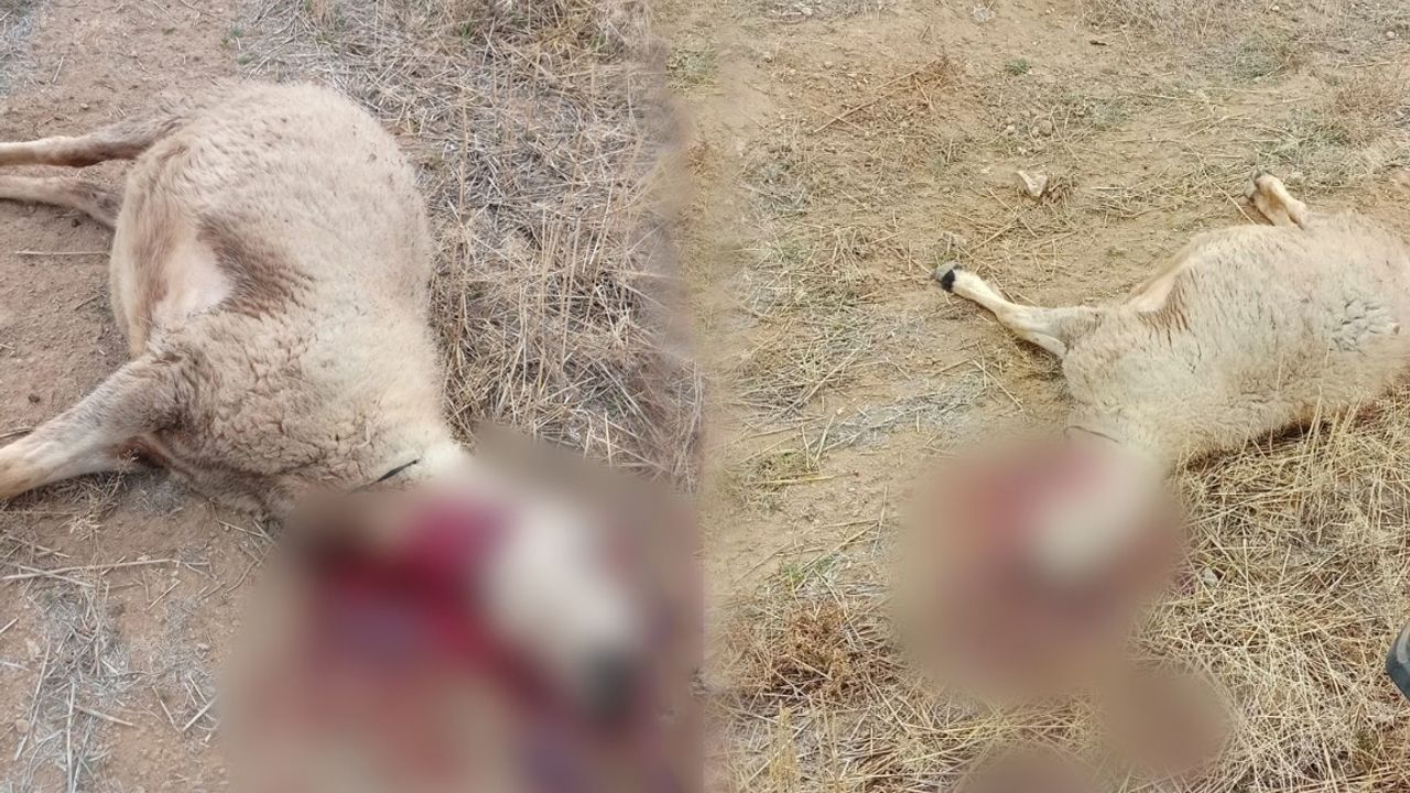 Kurt sürüsünün saldırdığı 30 küçükbaş hayvan ile 1 köpek telef oldu