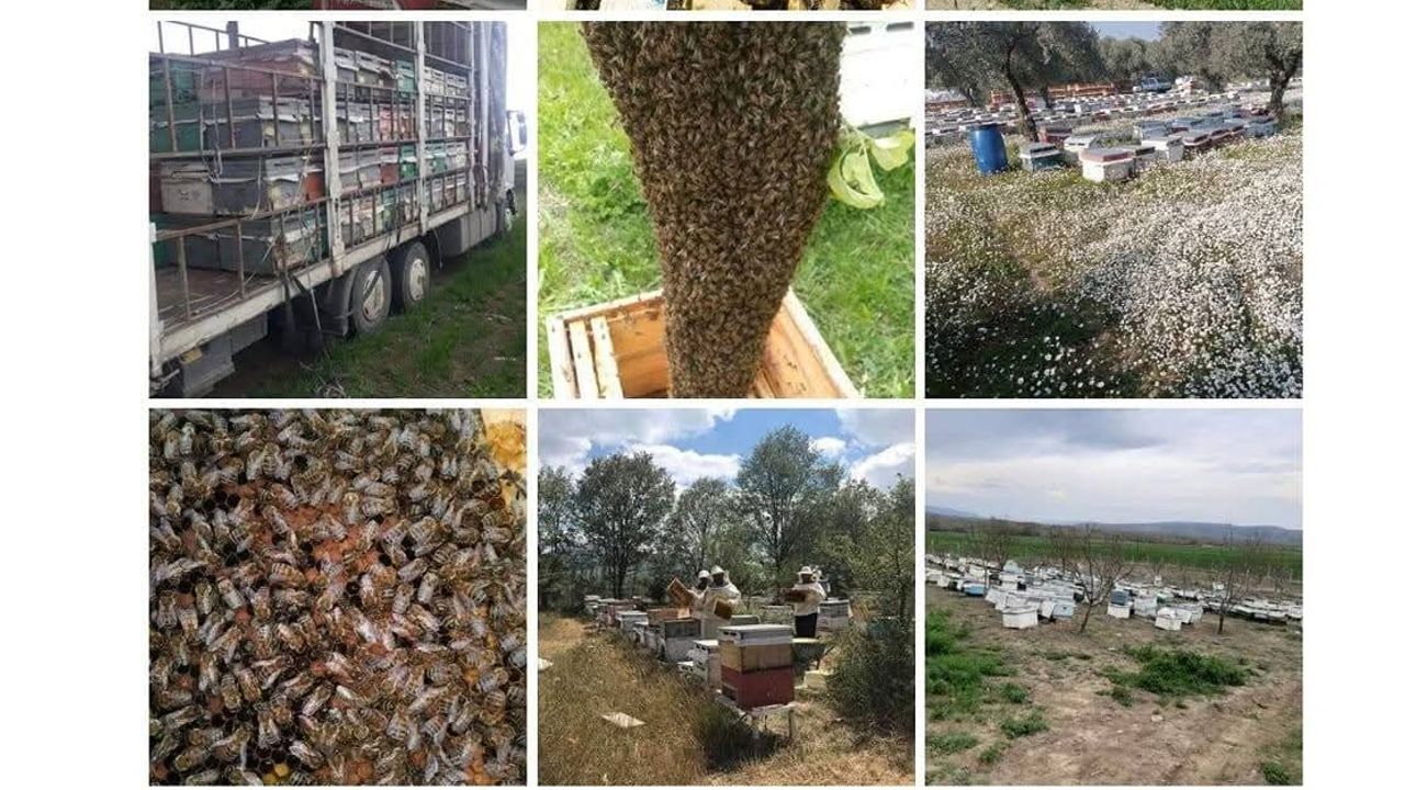 Arıcılık kursu başlıyor