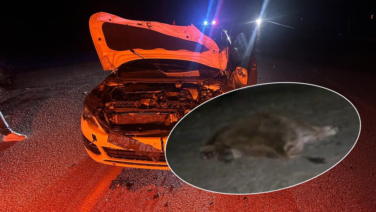 Otomobil yola çıkan  danaya çarptı