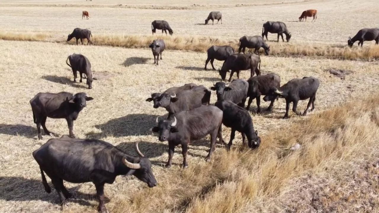 Çorum’da “Anadolu mandası ıslah” projesi devam ediyor