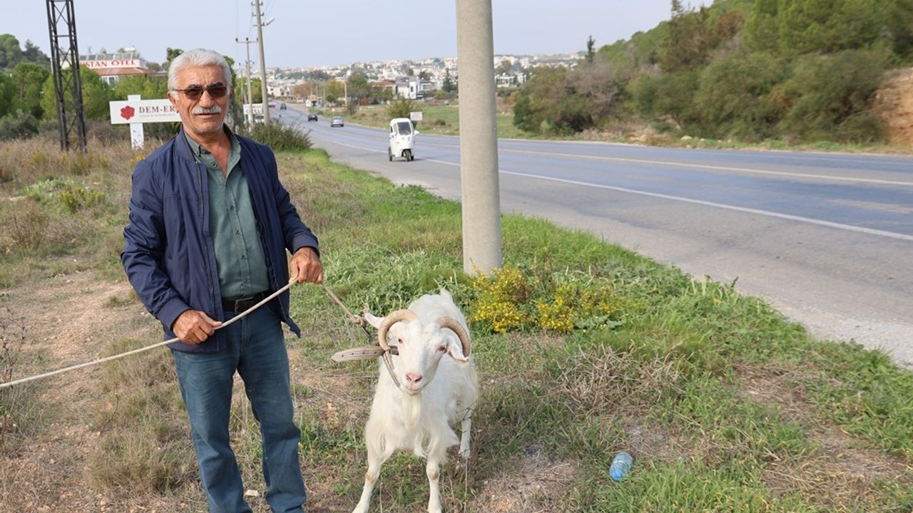 Çorum'dan Aydın'a gitti kendi çiftliğini kurdu! Şimdi  keçileri ile tatil yapıyor