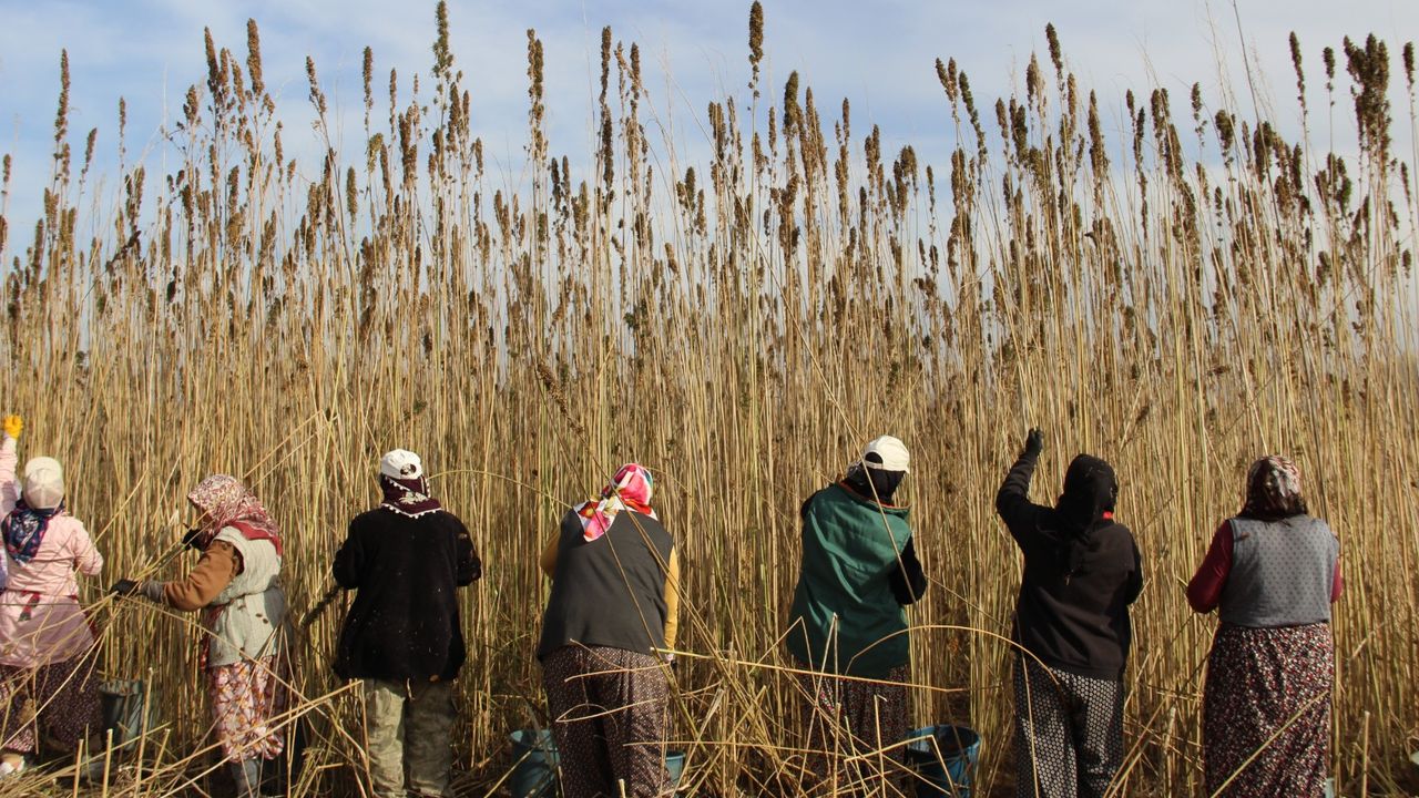 Çorum'da 150 dönümlük endüstriyel kenevirde ilk hasat yapıldı
