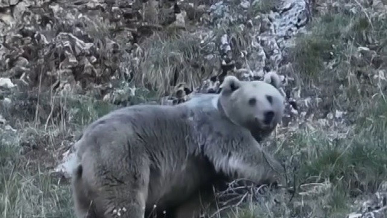 Kış uykusuna hazırlanan ayı görüntülendi
