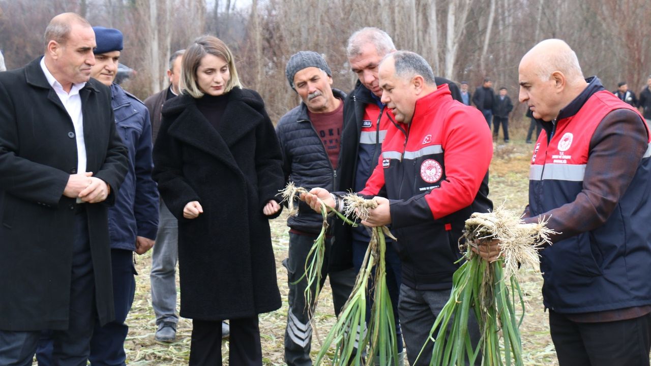 Çorum'da coğrafi işaretli Kışlacık  pırasasında hasat başladı