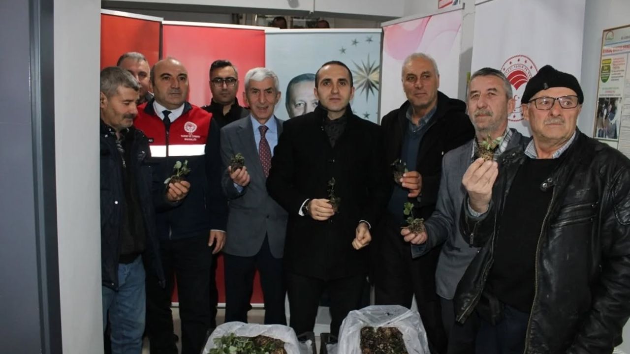 Çorum'da çiftçilere çilek fidesi ile ceviz fidanı dağıtıldı