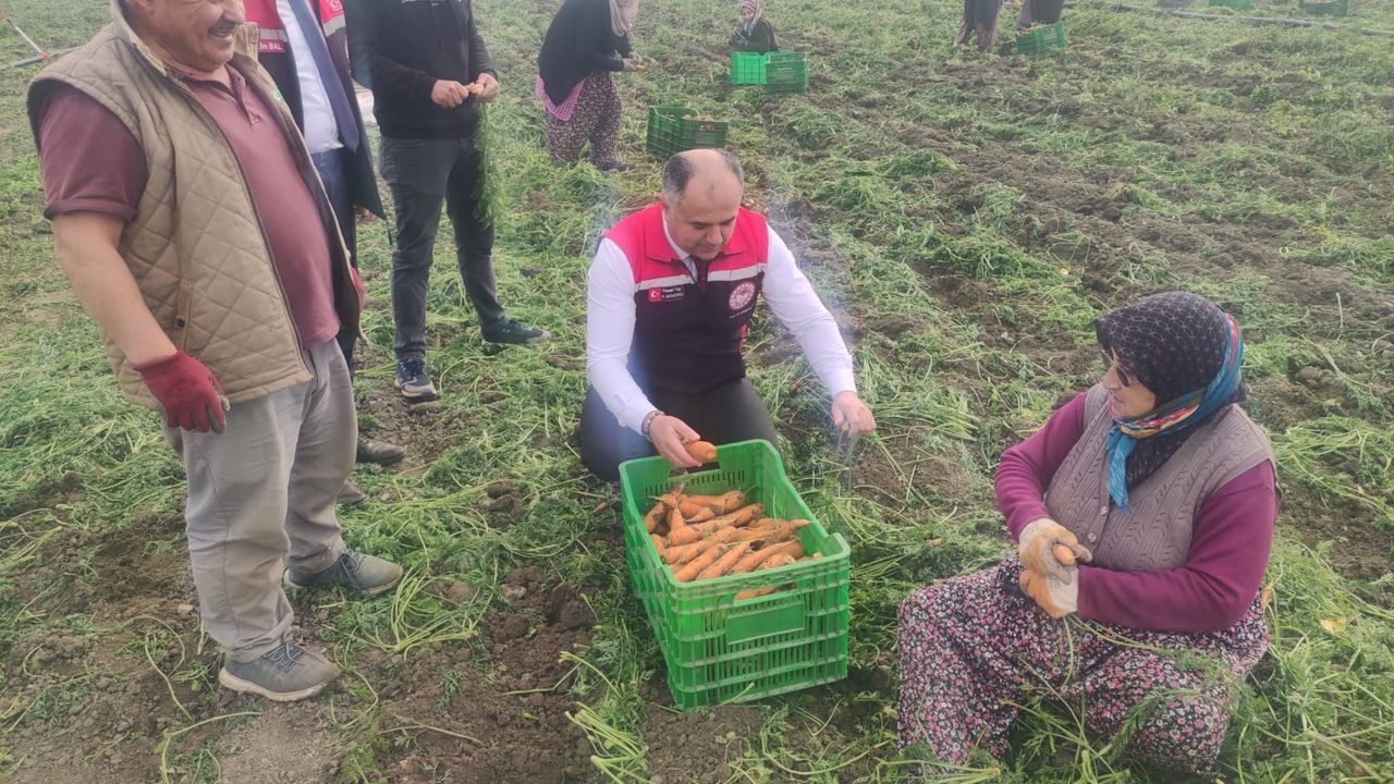 Havuç hasadı yerinde incelendi