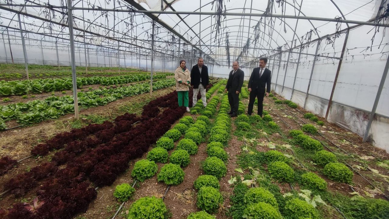 Çorum'un bu ilçesinde 2 bin metrekare büyüklüğünde modern sera kuruldu