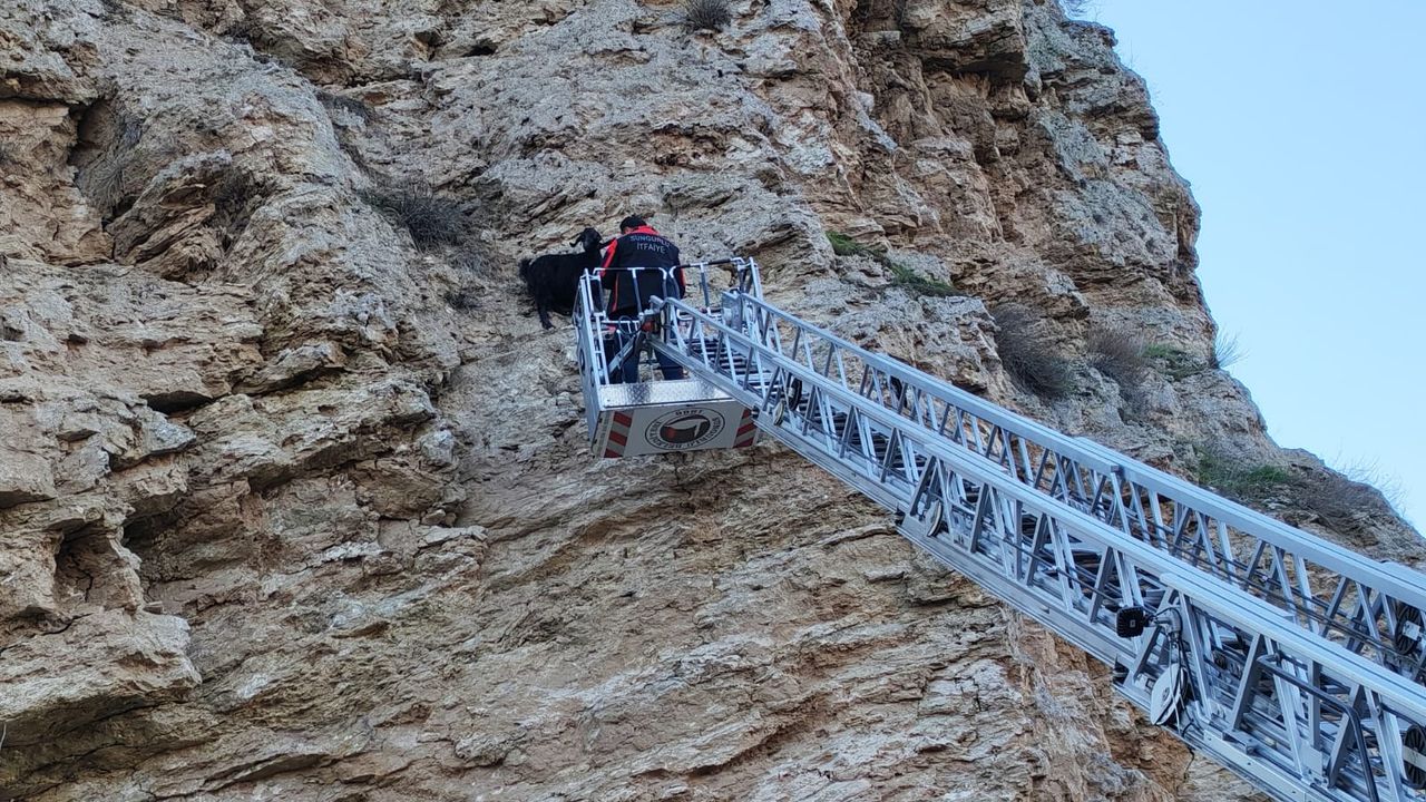 Kayalıklarda mahsur kalan  4 keçiyi itfaiye kurtardı