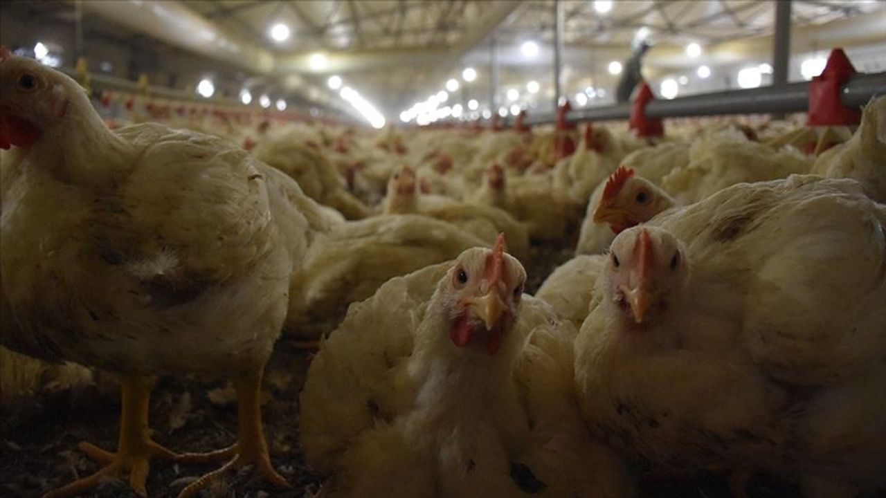 Türkiye'nin dev tavuk markası konkordato ilan etti