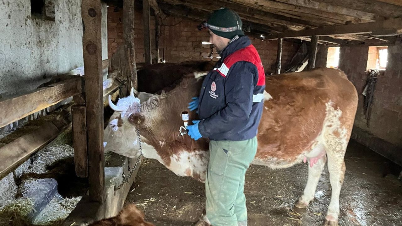 Osmancık’ta hayvan sağlığı için  şap ve brucella aşılamaları sürüyor