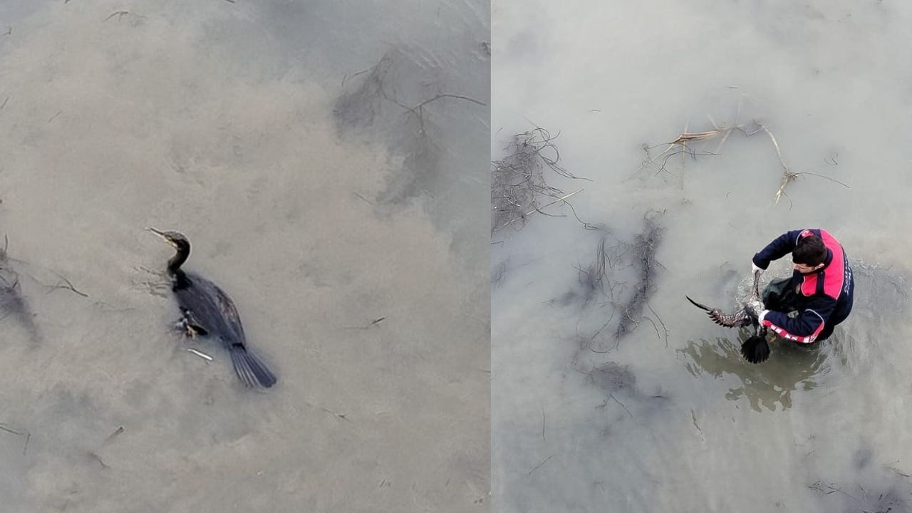 Kızılırmak Nehri'nde misinaya takılan  karabatak itfaiye ekiplerince kurtarıldı