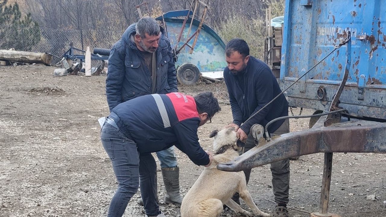 Bayat’ta hayvan sağlığı  için yoğun mesai