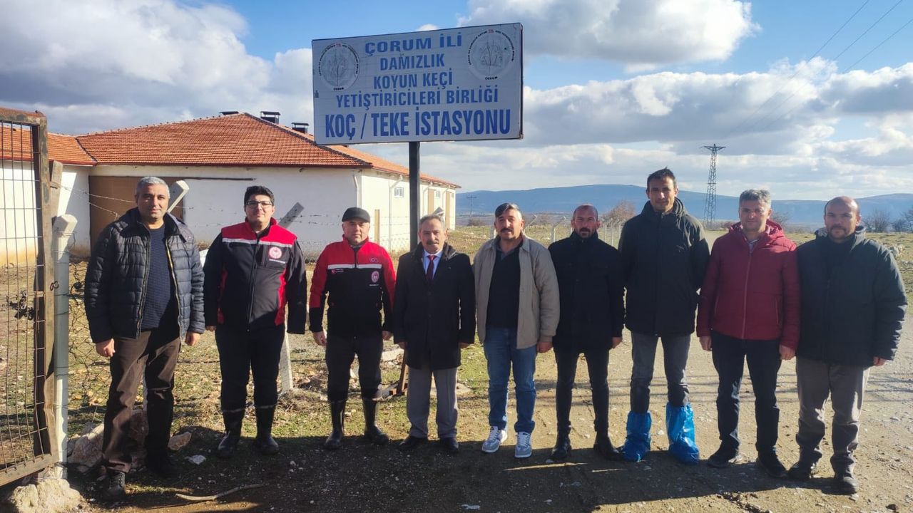 Taş: “Küçükbaş hayvancılık  Çorum ekonomisi için önemli”