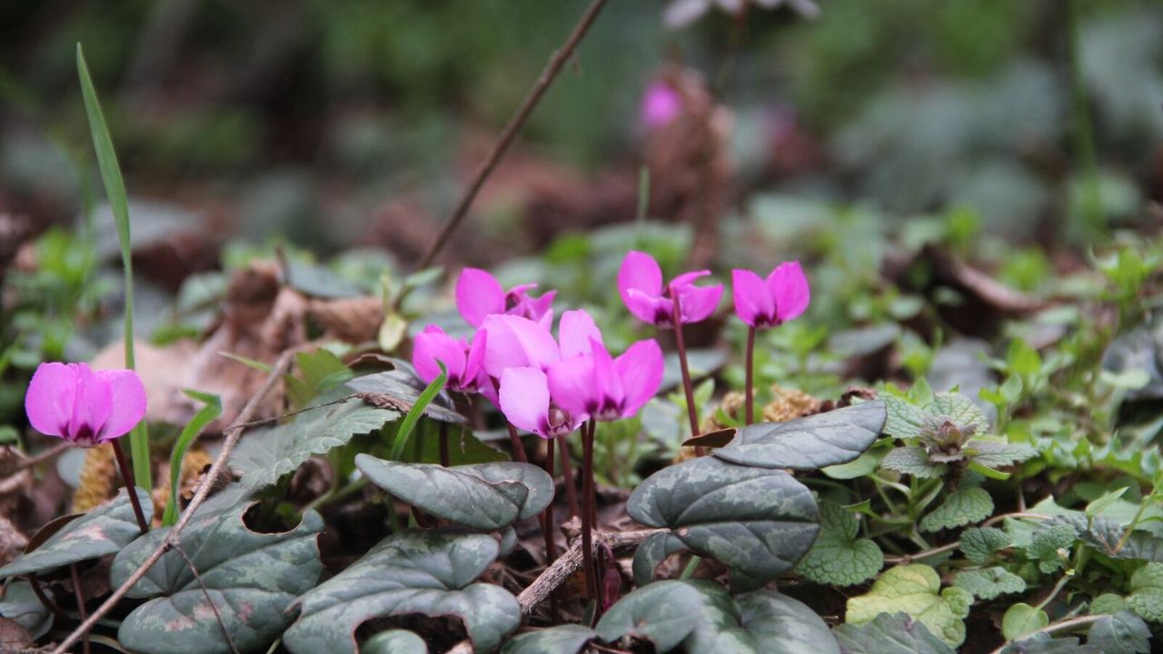 Çorum'da yabani  sıklamenler çiçek açtı